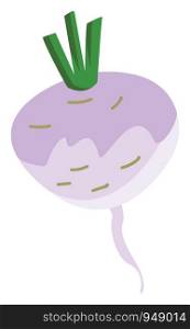 A very fresh swede in purple color, vector, color drawing or illustration.