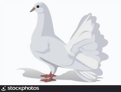 A white dove