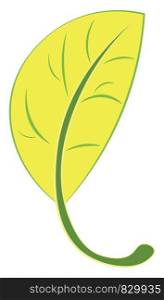 A yellow leaf vector or color illustration