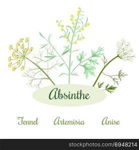 absinthe herbs ingredients. Absinthe ingredients. Grand wormwood or Artemisia absinthium , green anise or Pimpinella anisum, sweet fennel or Foeniculum vulgare. Vector illustration.