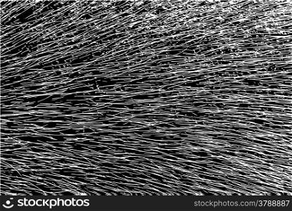 Abstract black and white background of line and fur
