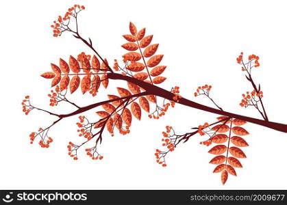 Abstract branches of rowan tree with berries, mountain ash.