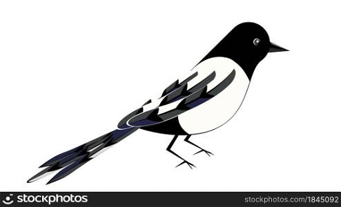 Abstract cartoon wild bird, black white magpie illustration.