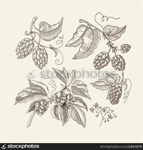 Abstract floral sketch light template with organic herbal hop plants used for beer brewing vector illustration. Abstract Floral Sketch Light Template