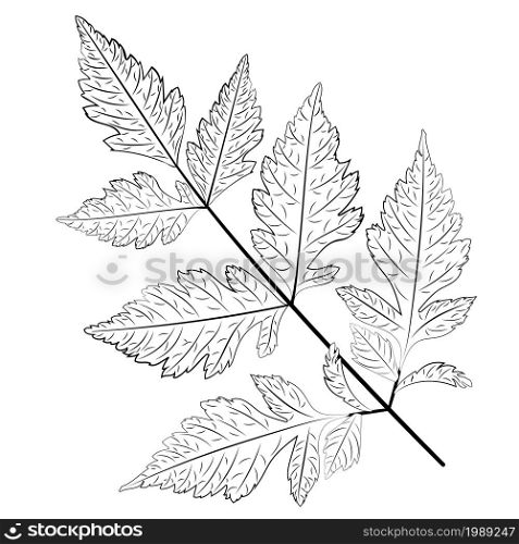 Abstract leaves in black and white, line art style illustration.