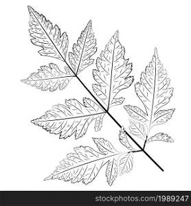 Abstract leaves in black and white, line art style illustration.