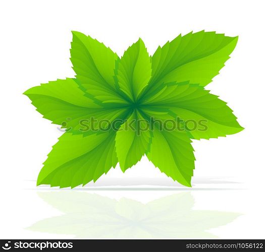 abstract mint leaves vector illustration isolated on white background
