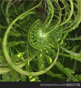 Abstract spiral of fern with positive vibrations