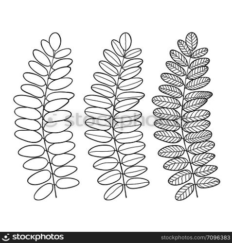 Acacia line art leaves isolated. Vector illustration for interior print and decorative design.. Acacia line art leaves isolated. Vector illustration for interior print and decorative design