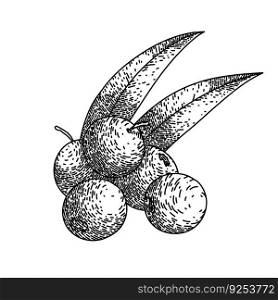 acai fruit food hand drawn. ingredient organic, raw antioxidant, agriculture healthy, nutrient tropical, natural berries acai fruit food vector sketch. isolated black illustration. acai fruit food sketch hand drawn vector