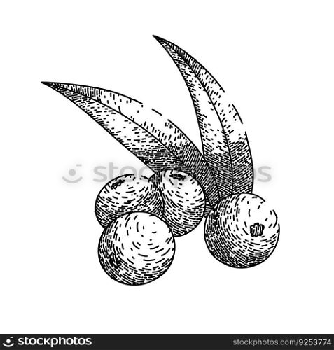 acai raw food hand drawn. ingredient organic, fruit antioxidant, agricu<ure hea<hy, nutrient troπcal, natural berries acai raw food vector sketch. isolated black illustration. acai raw food sketch hand drawn vector