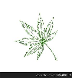 Acer or maple leaf isolated eco plant sketch. Vector green organic plant element. Japanese maple, Acer palmatum isolated leaf sketch