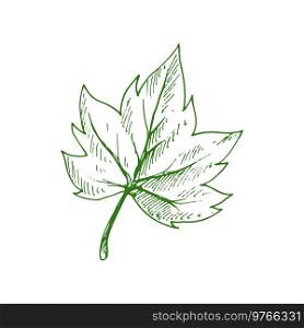 Acer or maple leaf isolated eco plant sketch. Vector organic leafage, plant element, Japanese maple. Green organic leaf isolated maple tree element