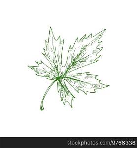 Acer or maple tree leaf isolated sketch of green foliage. Vector green spring acer leafage, hand drawn plant. Leaf of maple tree isolated foliage sketch.