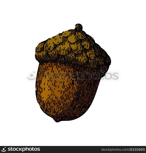 acorn nut brown hand drawn. vector oak, autumn tree, leaf branch, fall seed, leaves forest acorn nut brown vector sketch. isolated color illustration. acorn nut brown sketch hand drawn vector