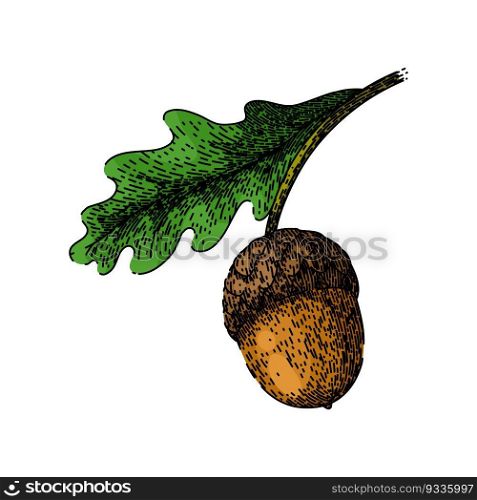 acorn nut green leaf hand drawn. vector oak, autumn tree, silhouette fall, seed leaves, forest set acorn nut green leaf vector sketch. isolated color illustration. acorn nut green leaf sketch hand drawn vector