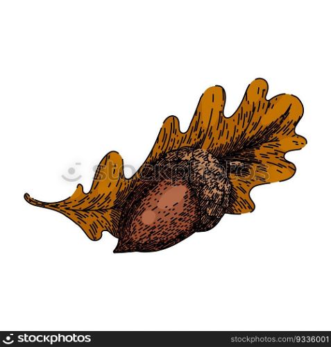 acorn nut leaf hand drawn. vector oak, autumn tree, silhouette fall, seed leaves, forest set acorn nut leaf vector sketch. isolated color illustration. acorn nut leaf sketch hand drawn vector