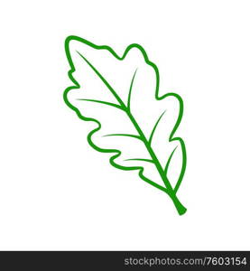 Acorn or oak leaf isolated outline icon. Vector botanical plant, green leafage tree part. Oak tree leaf isolated acorn leafage