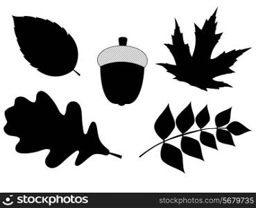Acorn with Leaves Vector Silhouette Illustration. EPS10
