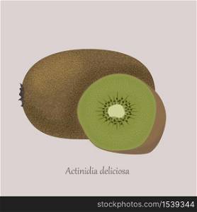 Actinidia deliciosa, whole fruit and half. Kiwi summer fruits. Vector icon isolated on grey background. Illustration fruit kiwi. Actinidia deliciosa, whole fruit and half. Kiwi summer fruits.
