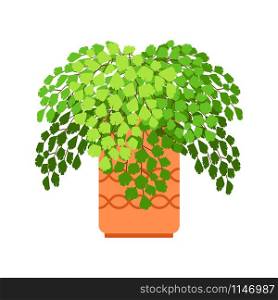Adiantum house plant in bright orange flower pot, vector illustration. Adiantum house plant