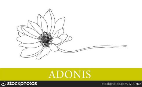 Adonis flower. Medicinal plants. chamomile, gerbera. Wildflowers Isolated on white vector illustration. Adonis flower. Medicinal plants. chamomile, gerbera. Wildflowers. Isolated on white. vector illustration.