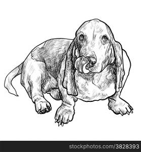 Adorable basset hound dog sitting and stick out it&rsquo;s tongue on white