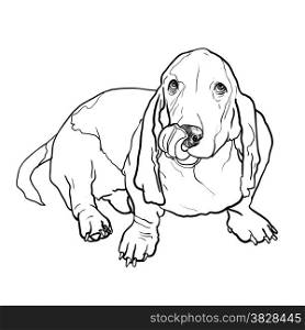 Adorable basset hound dog sitting and stick out it&rsquo;s tongue on white