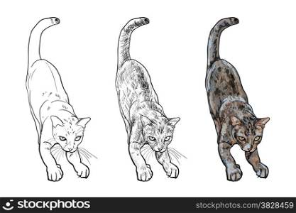 Adorable cute cat stretching body on white background