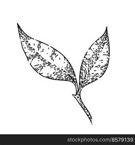 ≤af tea hand drawn vector. nature herbal tree, black green hea<hy drink≤af tea sketch. isolated black illustration.≤af tea sketch hand drawn vector