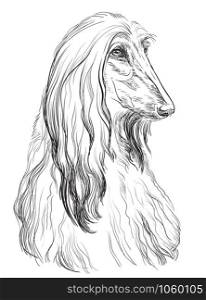 Afghan Hound Dog vector hand drawing illustration in black color isolated on white background