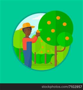 African-american man harvesting oranges. Gardener holding an orange on the background of orange trees. Farmer collecting oranges. Vector flat design illustration in the circle isolated on background.. Farmer collecting oranges vector illustration.
