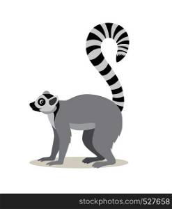 African animal, cute lemur with striped long tail icon isolated on white background, vector illustration in flat style. African animal, cute lemur with striped long tail icon isolated on white background, vector