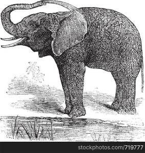 African Bush Elephant or Loxodonta africana, vintage engraving. Old engraved illustration of African Bush Elephant.