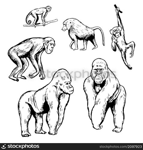 African monkeys. Gorilla, chimpanzee, baboon. Vector sketch illustration.. African monkeys. Vector sketch illustration.