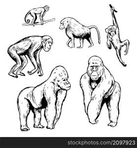 African monkeys. Gorilla, chimpanzee, baboon. Vector sketch illustration.. African monkeys. Vector sketch illustration.
