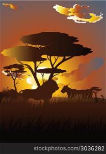 African Sunset with Lion. Colorful sunset scene, african landscape with silhouette of trees and lion.