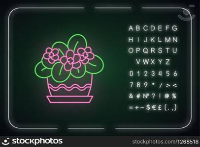 African violet neon light icon. Blooming Saintpaulia. Plant with flowers. Flowering houseplant. Outer glowing effect. Sign with alphabet, numbers and symbols. Vector isolated RGB color illustration