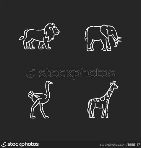 African wildlife chalk white icons set on black background. Exotic fauna, tropical predator and herbivore animals. Lion, elephant, giraffe and ostrich. Isolated vector chalkboard illustrations. African wildlife chalk white icons set on black background