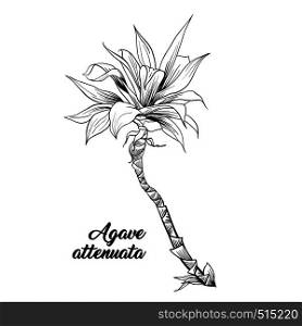 Agave attenuata, palm tree hand drawn illustration. Palm leaves ink pen outline sketch. Tropical plant freehand realistic engraving. Greeting card isolated monochrome design element. Palm leaves, agave attenuata hand drawn engraving