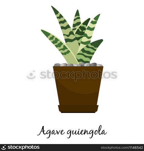 Agave guiengola cactus in pot isolated on the white background, vector illustration. Agave guiengola cactus in pot
