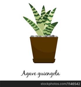 Agave guiengola cactus in pot isolated on the white background, vector illustration. Agave guiengola cactus in pot