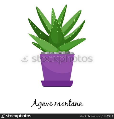 Agave montana cactus in pot isolated on the white background, vector illustration. Agave montana cactus in pot