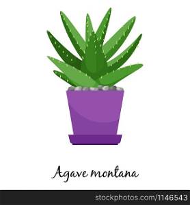Agave montana cactus in pot isolated on the white background, vector illustration. Agave montana cactus in pot