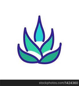 agave plant icon vector. agave plant sign. color symbol illustration. agave plant icon vector outline illustration