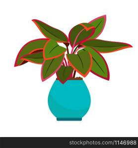 Aglaonema house plant in blue flower pot, vector icon on white background. Aglaonema house plant