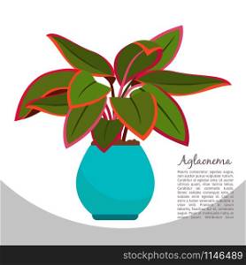 Aglaonema indoor plant in pot banner template, vector illustration. Aglaonema indoor plant in pot banner