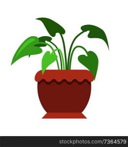 Aglaonema room plant in pot, potted indoor greenery placed with large wide leaves, natural interior decor vector illustration, isolated on white.. Aglaonema Room Plant in Pot Vector Illustration