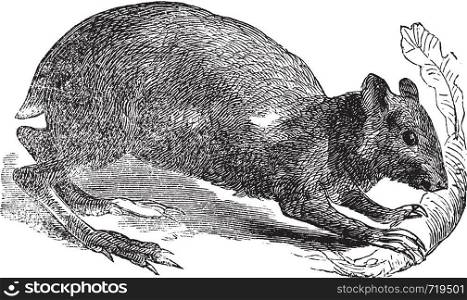 Agouti or Dasyprocta agouti engraving. Old engraved illustration of an agouti rodent eating a leaf. They are related to guinea pigs and look quite similar but have longer legs.