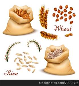Agricultural cereals - wheat and rice isolated on white background. Vector realistic grains, ears clipart collection. Illustration of food harvest, natural farm seed. Agricultural cereals - wheat and rice isolated on white background. Vector realistic grains, ears clipart collection